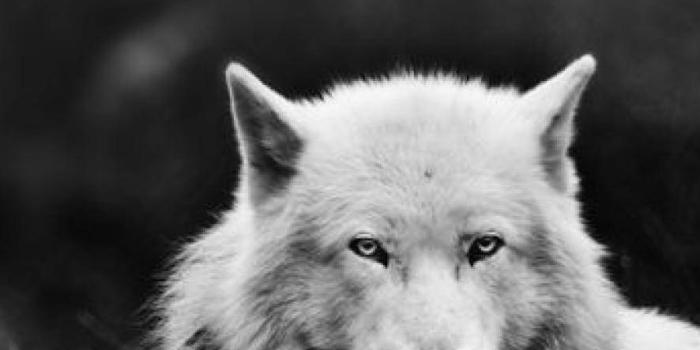 886x1920 Top 95 Wolf Wallpapers ! Download Free HD Wolf Background Images