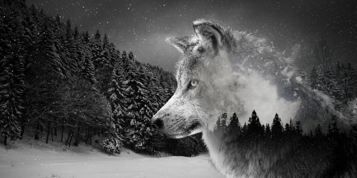 2560x1440 Wolf 4K wallpapers for your desktop or mobile screen free and easy