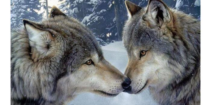 3840x2160 Wolf 4k Wallpaper posted by Ryan Thompson