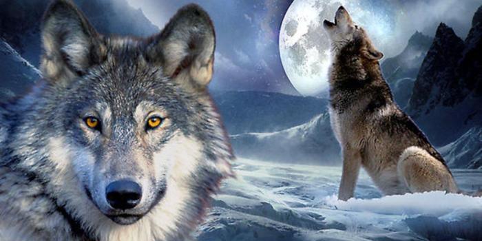 1280x800 45+] Wolves in Love Wallpapers on WallpaperSafari