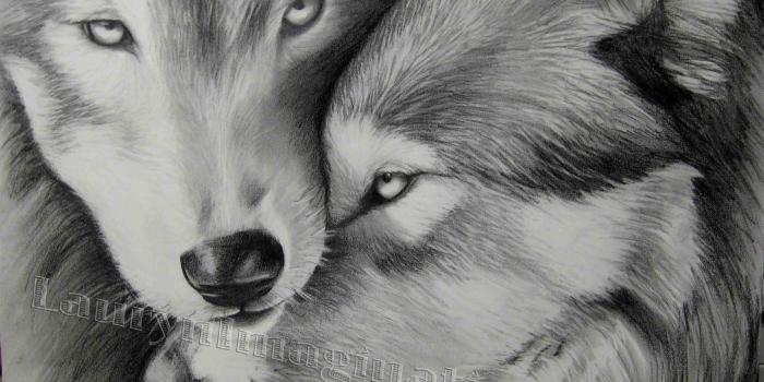 2803x2127 Wolves in Love Wallpapers (53+ images)