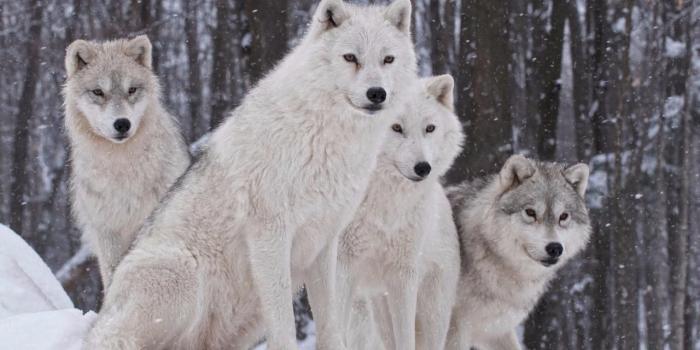 1280x800 Details about WHITE WOLVES GLOSSY POSTER PICTURE PHOTO wall decor