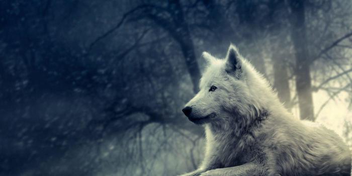 1920x1080 73+ Lone Wolf Wallpapers on WallpaperPlay