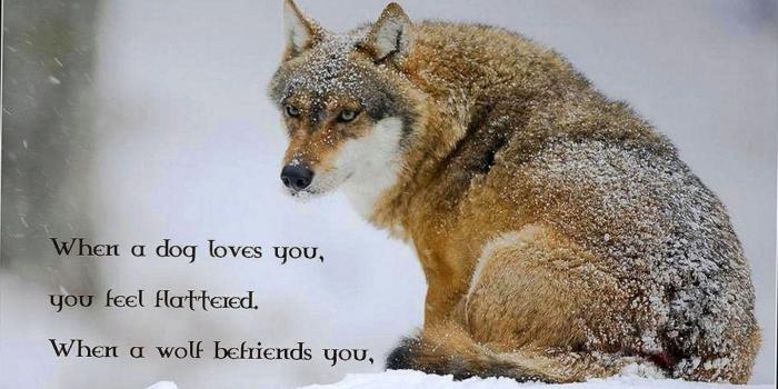 1879x1056 Wolf Sayings Wallpapers - Wolf-Wallpapers.Pro