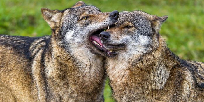 1920x1200 Download 1920x1200 Wolves in love wolf wallpaper