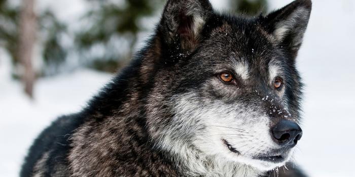 3840x2400 Images Of Wolves For Wallpapers on WallpaperGet.com