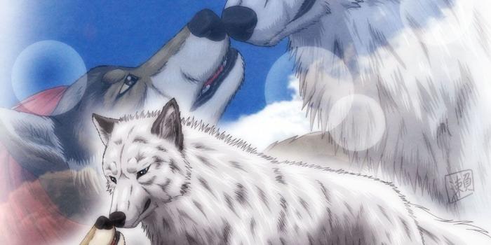 1000x1000 100+ [ Wolf Love Wallpaper ] | Pack Of Wolves Wallpaper 58 Images