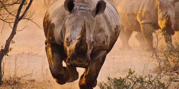 2499x1660 118 Rhino HD Wallpapers | Background Images