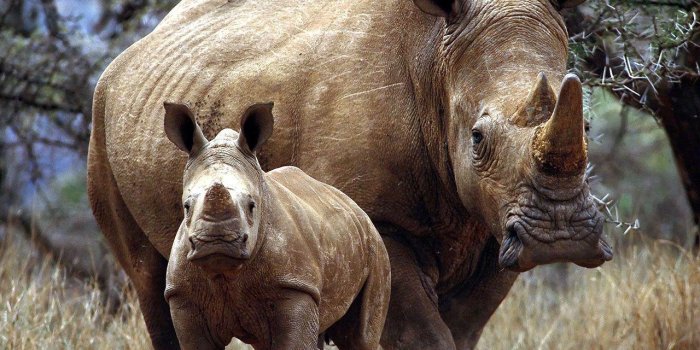 1280x960 Rhino Wallpapers