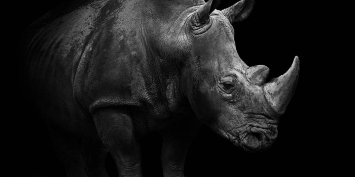1251x833 Architects Paper Photo wallpaper «Rhino» 470509