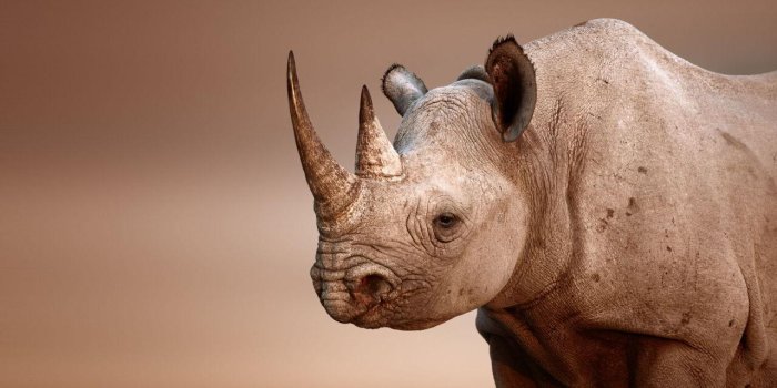 1280x720 Rhino Wallpapers for Android - APK Download