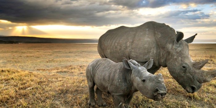 1920x1200 Rhinoceros Wallpapers - Top Free Rhinoceros Backgrounds