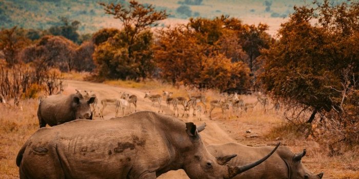 1000x913 500+ Rhino Pictures [HD] | Download Free Images on Unsplash