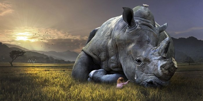 1280x800 Wallpaper Rhino sad Grass animal