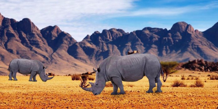 1920x1080 Rhino Wallpaper 31798 - Baltana