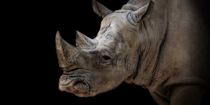2560x1600 Wallpaper Rhino, black background 2560x1600 HD Picture, Image