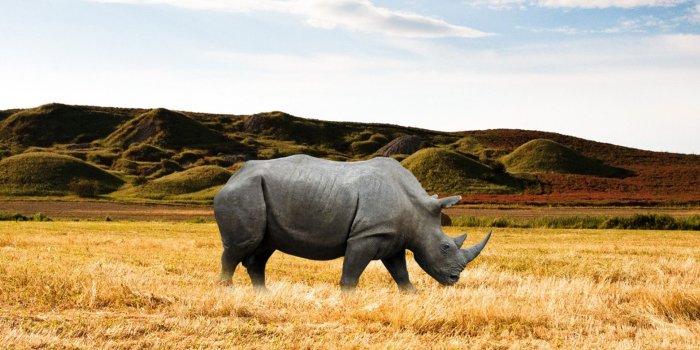 1920x1080 Rhino HD Desktop Wallpaper 31793 - Baltana