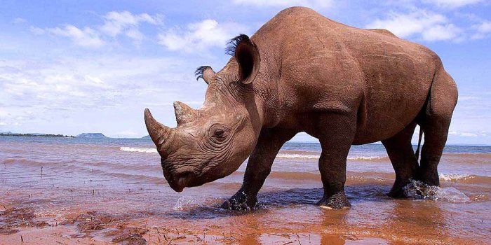 1024x768 Rhinoceros Wallpaper - Animals Town