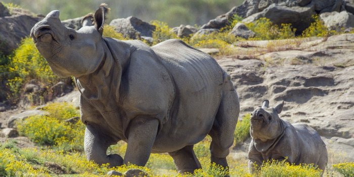 1920x1200 118 Rhino HD Wallpapers | Background Images