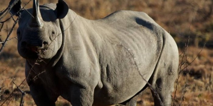 1080x1920 White Rhinoceros Wallpapers