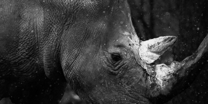 1080x1920 Download wallpaper: Rhino at zoo 1080x1920