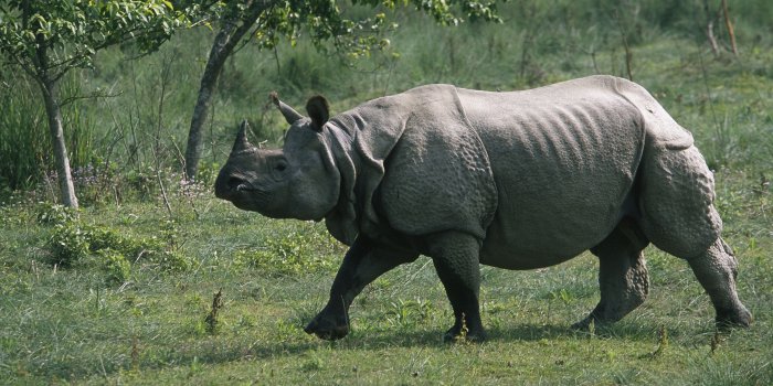 4000x2250 4k rhino hd wallpaper (4000x2250) | Rhino pictures, Endangered animals