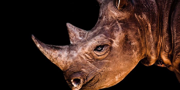 1920x1080 118 Rhino HD Wallpapers | Background Images