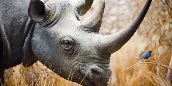 1600x1000 Rhino - HD Wallpapers | Earth Blog