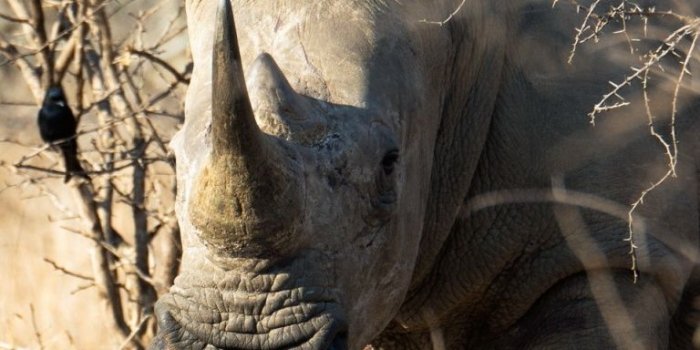 768x1280 Rhino Animal Ultra HD Desktop Background Wallpaper for 4K UHD TV