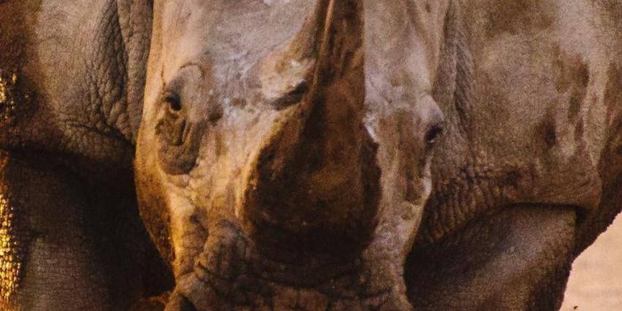 849x1660 Rhino HD Wallpaper for Android - APK Download