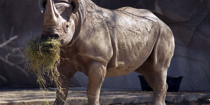 2560x1600 Download wallpaper 2560x1600 rhino, grass, food, horn hd background