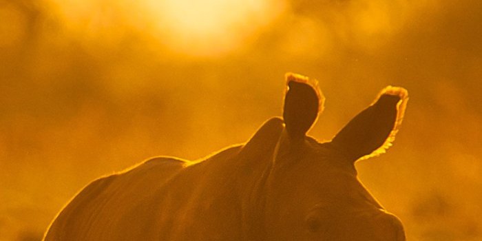 1080x1920 FREE SEPTEMBER 2019 WALLPAPER - RHINO PHOTO — Wild In Africa