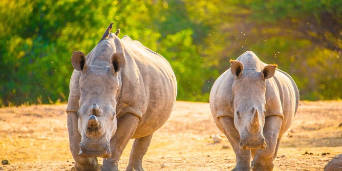 2560x1600 Wallpaper of Rhino, Wildlife, Animal background & HD image