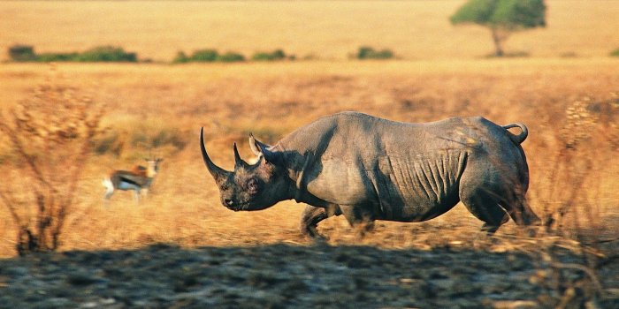 1920x1200 Rhino, Wallpaper, HD, Desktop, Background, Free, Images, Download