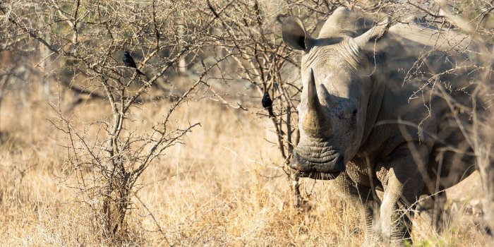 2560x1440 Rhino Animal Ultra HD Desktop Background Wallpaper for 4K UHD TV