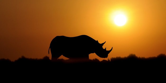 1920x1080 Sunset Rhino Wallpaper For Android 10 Wallpaper - Rhinoceros