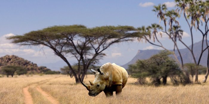 1920x1080 Rhino Wallpaper HD 31797 - Baltana