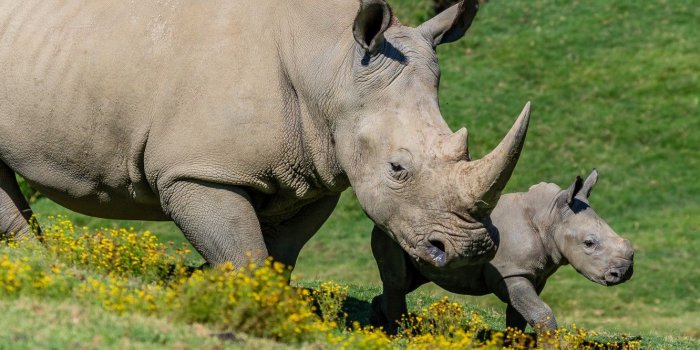 1332x850 Wallpaper flowers, nature, baby, pair, Rhino, cub, two, mother