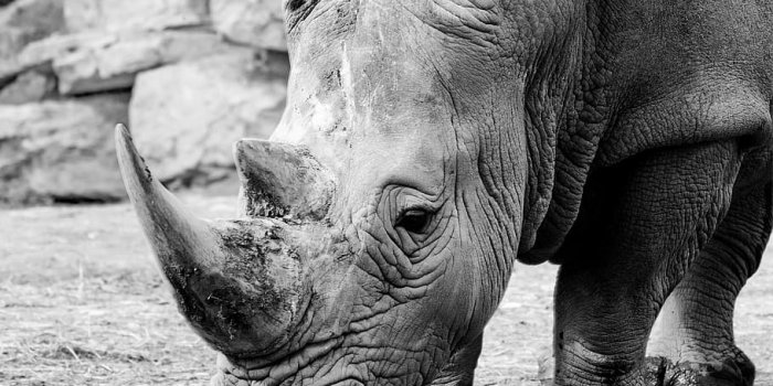 910x1374 HD wallpaper: grayscale photography of rhinoceros, white rhino