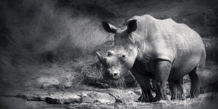 1920x1080 black-and-white-rhino-wallpaper – Background Wallpaper HD