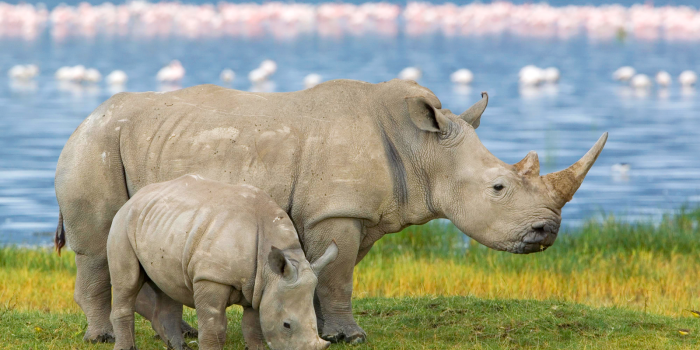 1600x1066 Full HD Pictures Rhino 3.12 MB