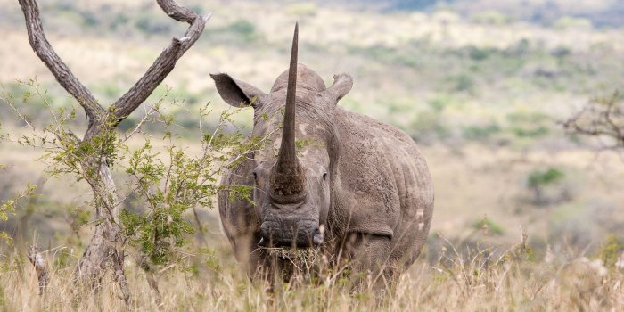 1920x1080 Rhino Wallpapers By Wallpaperxyz - Black Rhinoceros - 1920x1080