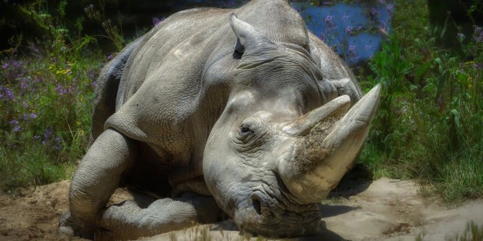 1332x850 Wallpaper summer, flowers, pose, stay, lies, Rhino images for