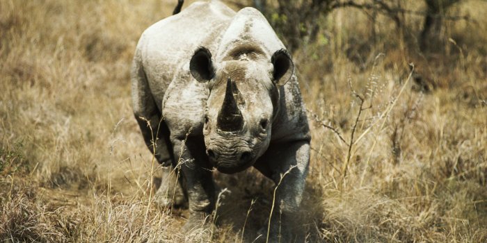 2560x1600 Rhino HD Wallpaper | Background Image | 2560x1600 | ID:431799