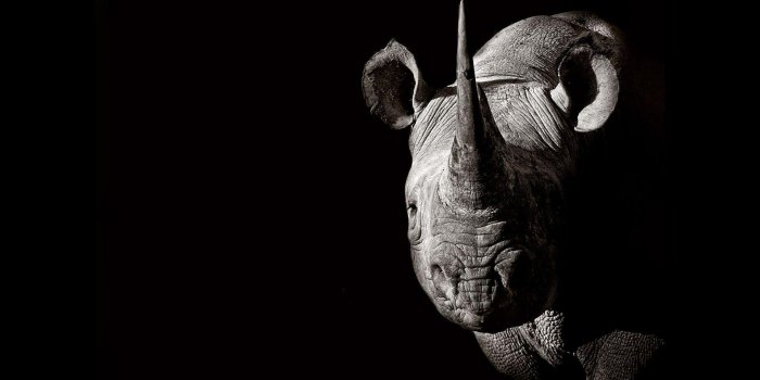 1920x1080 Rhino. Animals Wallpapers for Android - APK Download