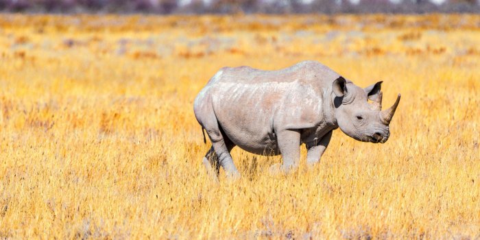 2560x1707 HD Rhino Steppe Grass Wallpaper · #7962 · Wallpapers.io