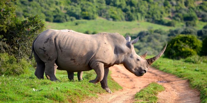 1600x900 Rhino Wallpapers, Images, Photos, Pictures & Pics #rhino