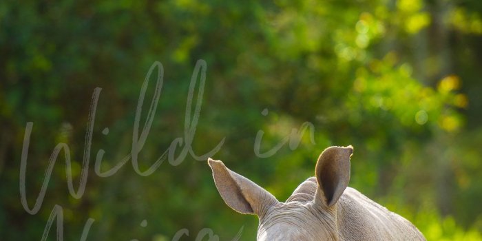 1080x1920 FREE MARCH 2019 WALLPAPER - BABY RHINO ILLUSTRATION — Wild In