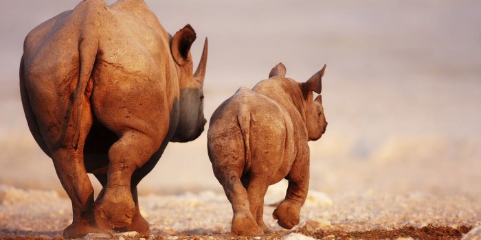2560x1600 Computer Rhino Wallpapers, Desktop Backgrounds 2560x1600px Id
