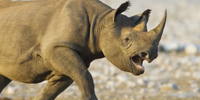 1600x1200 Rhino wallpapers - Pets Cute and Docile